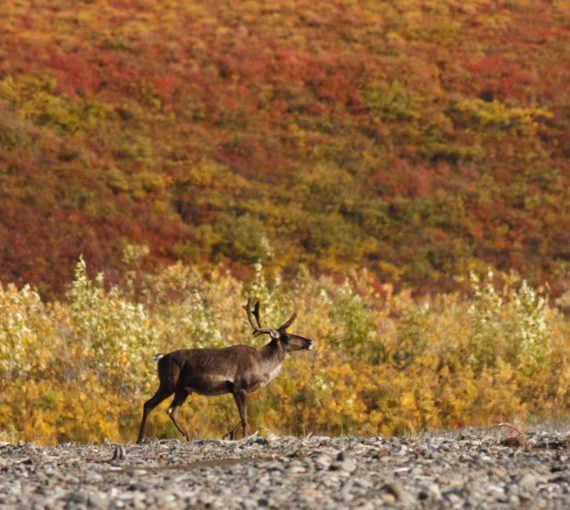 Western arctic caribou