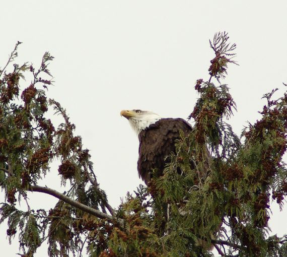 A bald eagle.