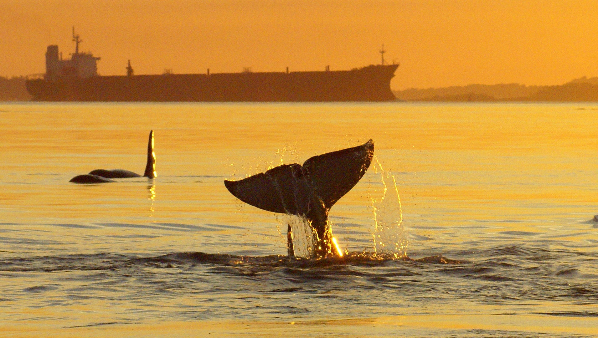 An orca's tail lifted out of the ocean with a tanker on the horizon