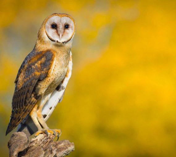 Barn owl
