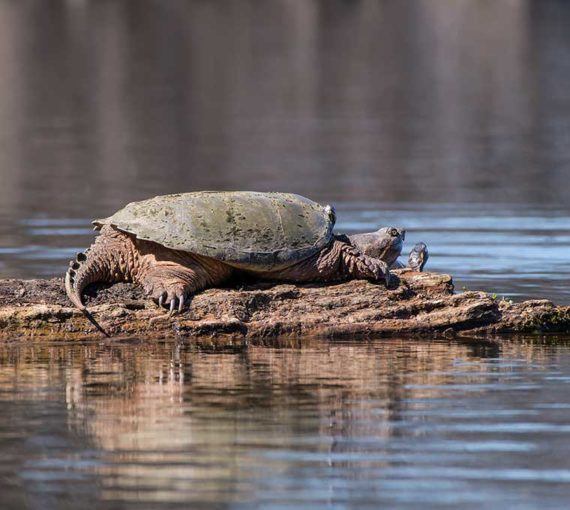 snapping-turtle Snapping turtle