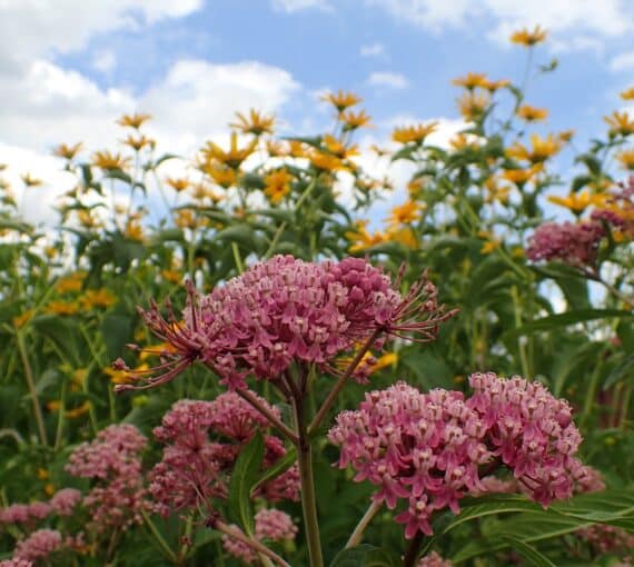 Asclepias Sweet Monarch Blend on a lawn