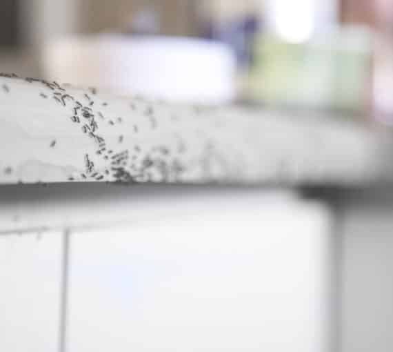 Ants are pests that can invade your kitchen