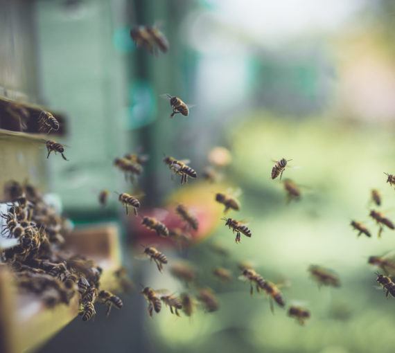Bees