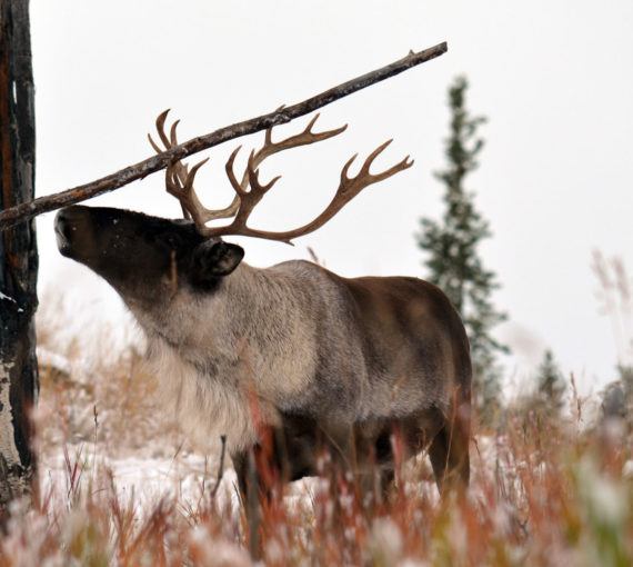 Woodland caribou