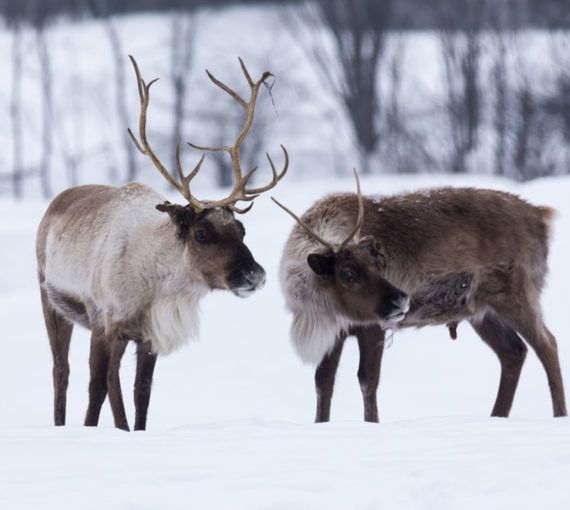 Boreal woodland caribou