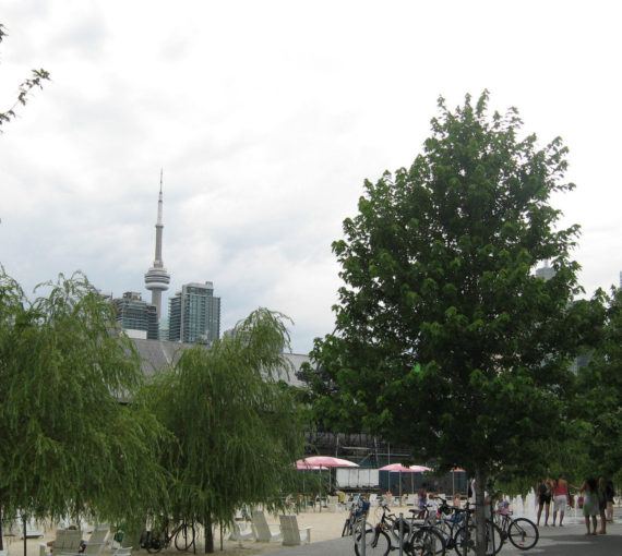 trees sugar beach toronto