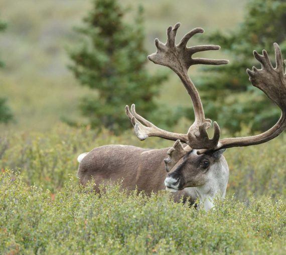 Caribou