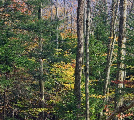 Boreal forest
