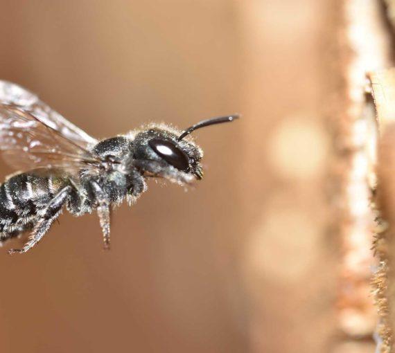 Mason bee