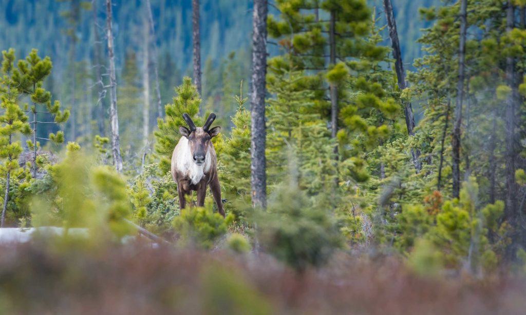 Caribou