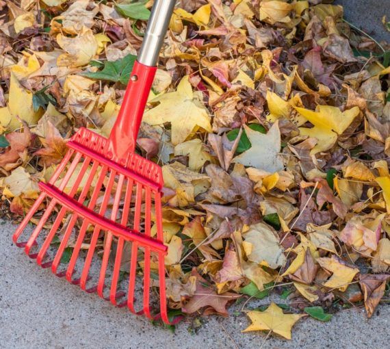 rake-leaves-gardening-tools Red rake and pile of leaves