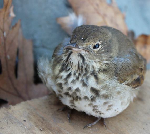 Injured bird (wood thrush)