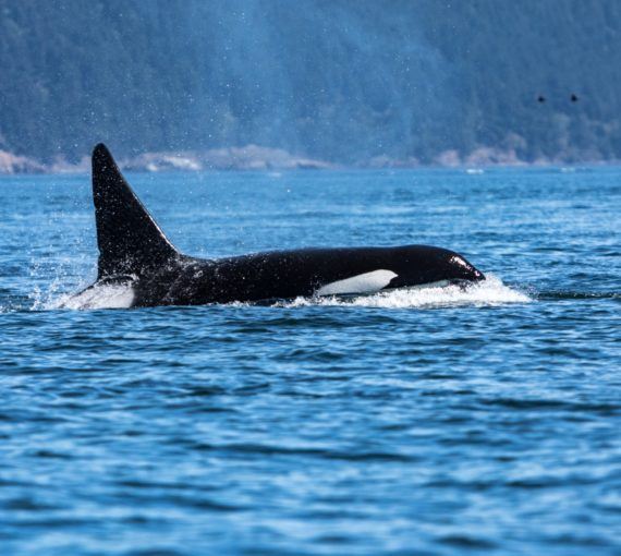 Orca in ocean outside of Washington State
