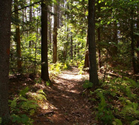pathway in forest