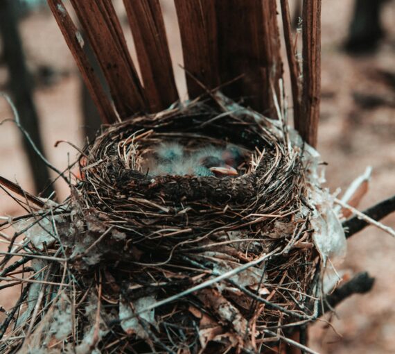baby-bird-nest