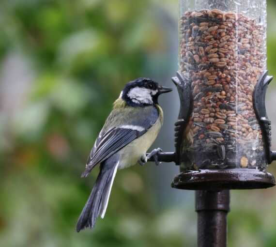 bird-feeder