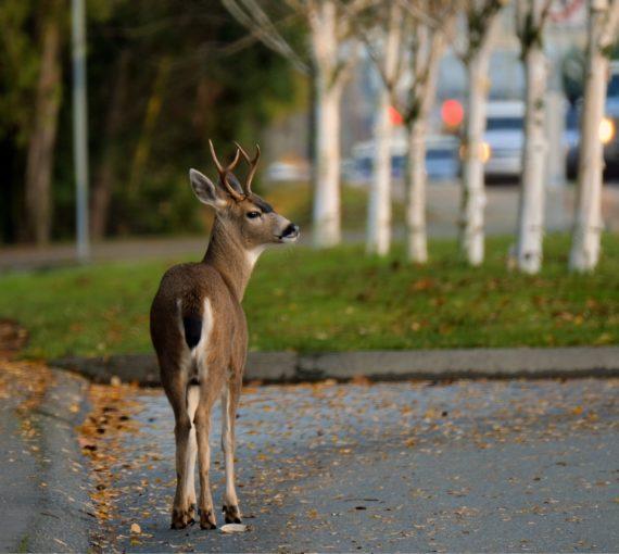 Young deer on side road looking out into rush hour