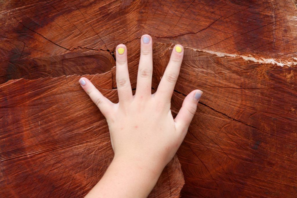 Hand placed on a tree stump