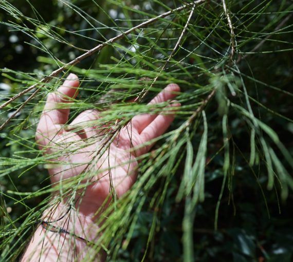 Hand reaching out and brushing a conifer tree