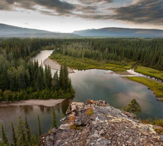 Forest and river