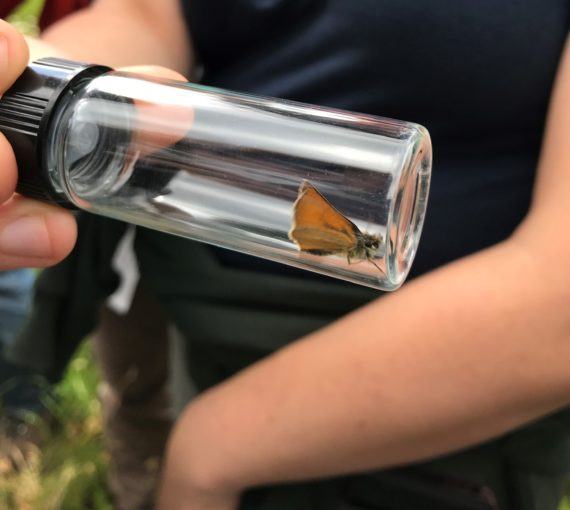 Woodland-Skipper-in-bottle Woodland skipper in bottle
