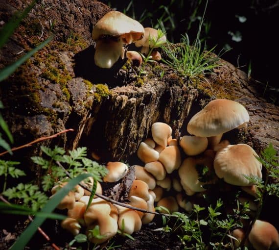 Mushrooms grow in a forest