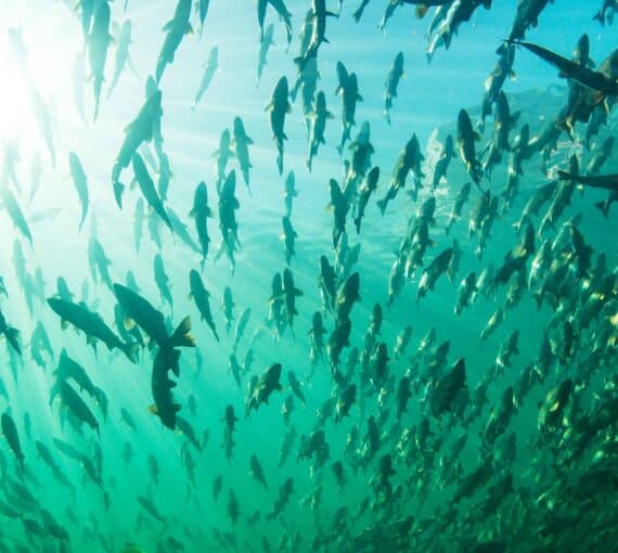 Help protect the Great Bear Sea!