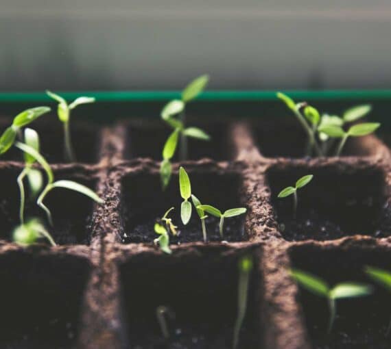 Seeding seed sitters