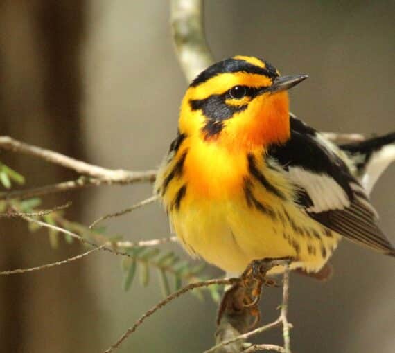 Birds-and-Forest-Degradation-Canada2800x1680-credit-oregon-state-university Blackburnian warbler