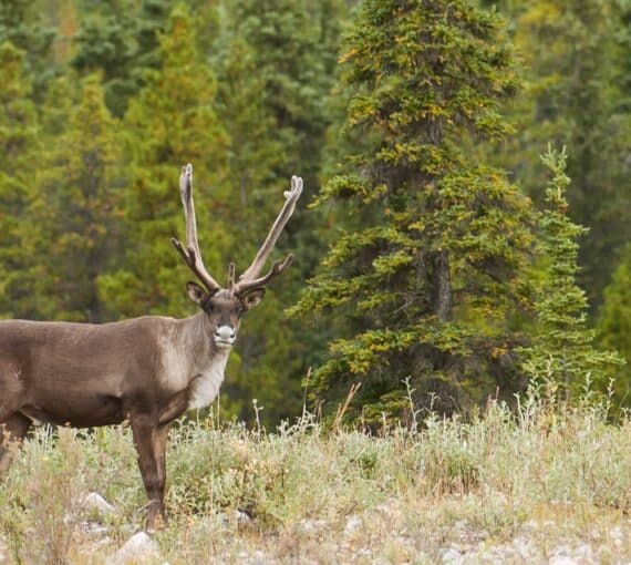 Caribou in Stone Mountain BC