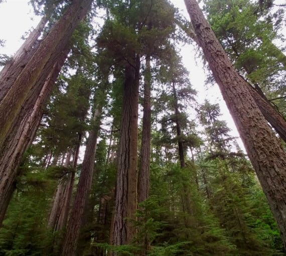 Boreal Forests in Canada